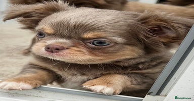 Chihuahua dogs - Advert 5