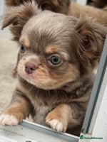 Chihuahua dogs - Advert 5