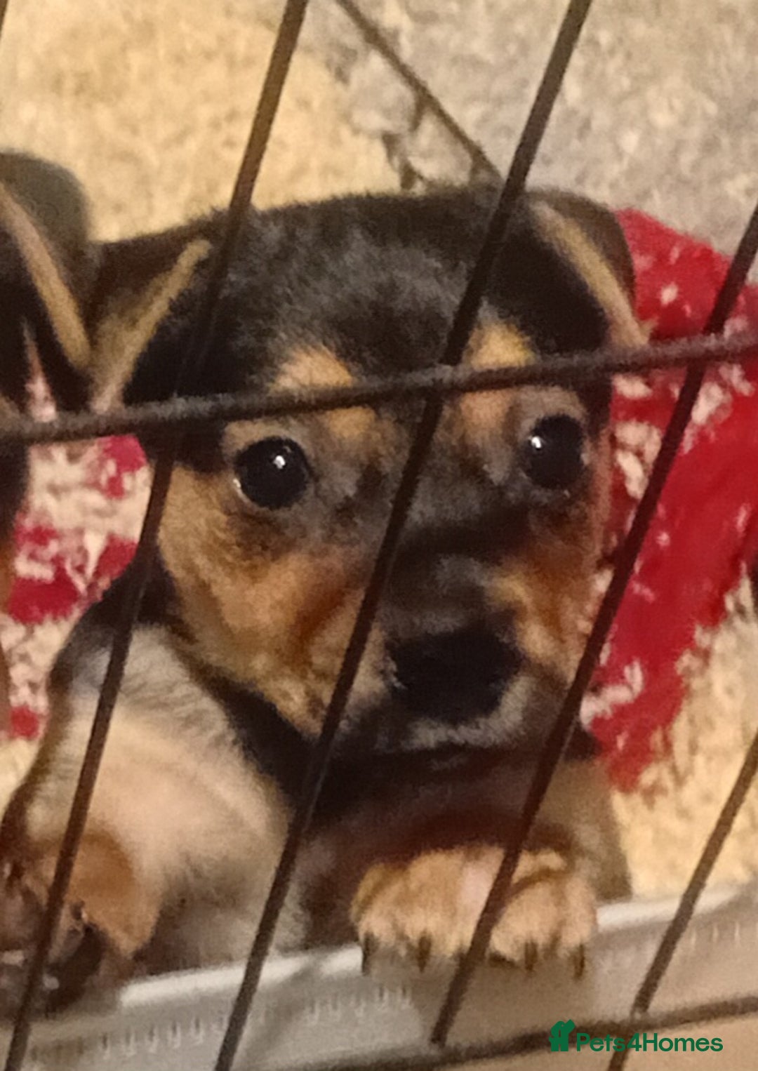 Jack Russell dogs for sale: Black and Tan Terriers  - Advert 2