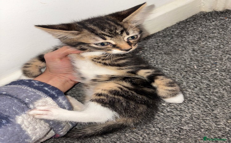 Domestic Shorthair cats - Advert 1