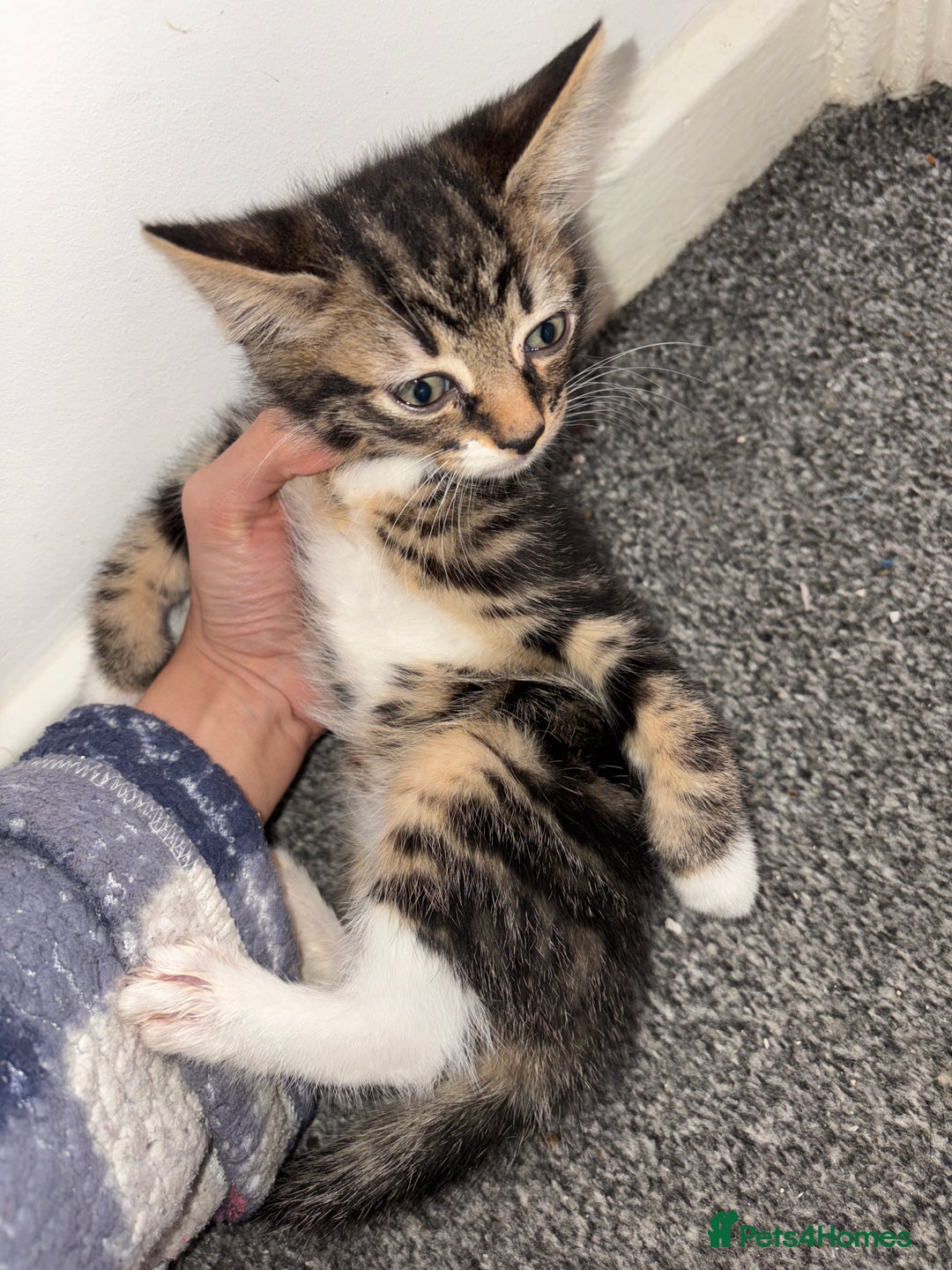 Domestic Shorthair cats for sale: Adorable Tabby Kitten Looking for a loving Home - Image 1