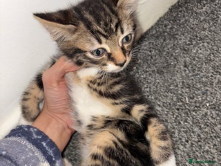 Domestic Shorthair cats - Advert 32