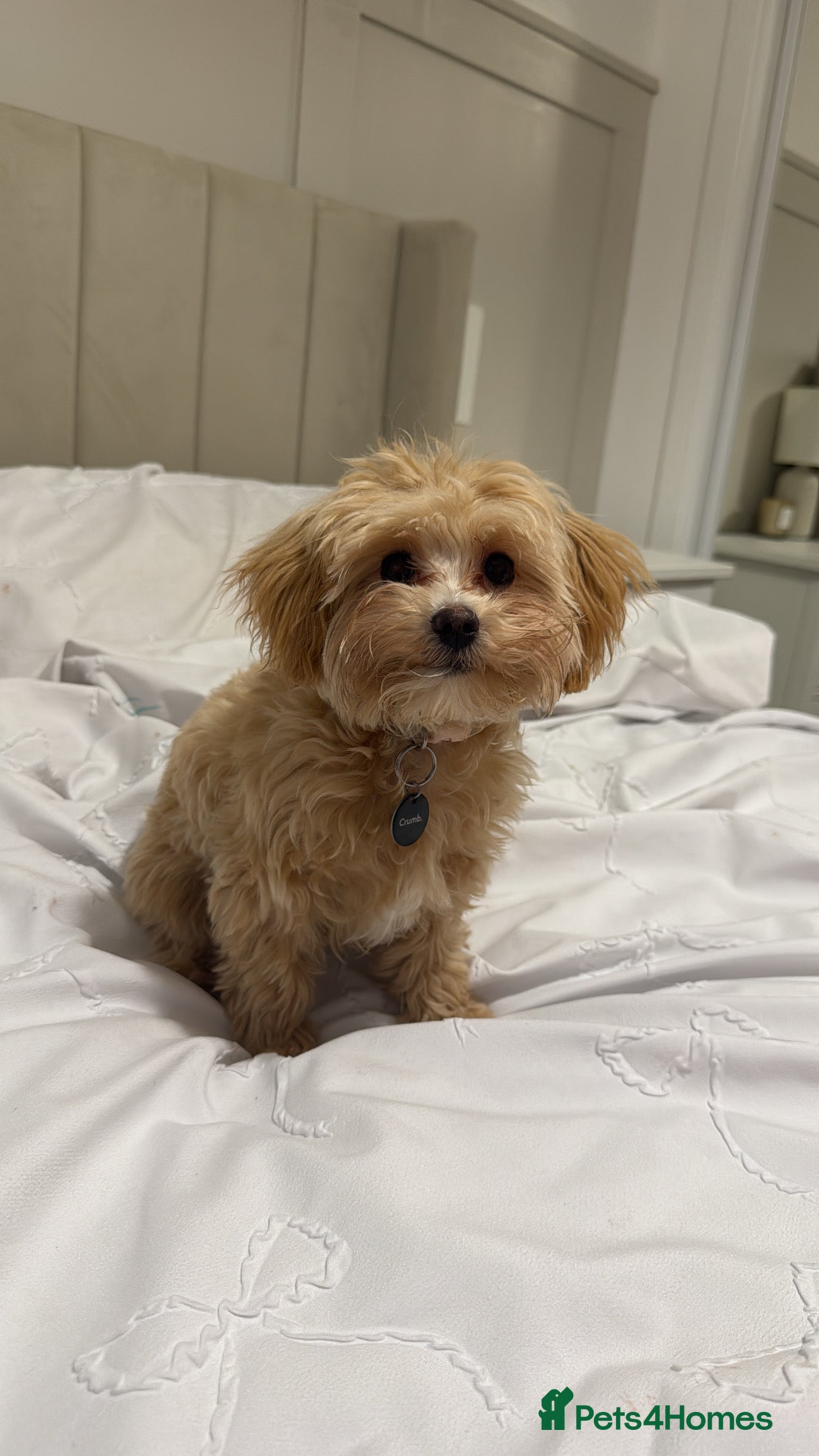 Maltipoo dogs Maltipoo puppy - Advert 1