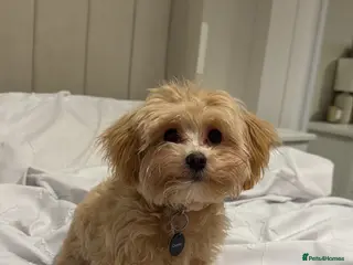 Maltipoo dogs Maltipoo puppy - Advert 1