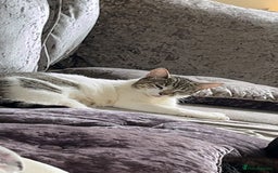 Mixed Breed cats for sale: Beautiful kittens  - Image 2