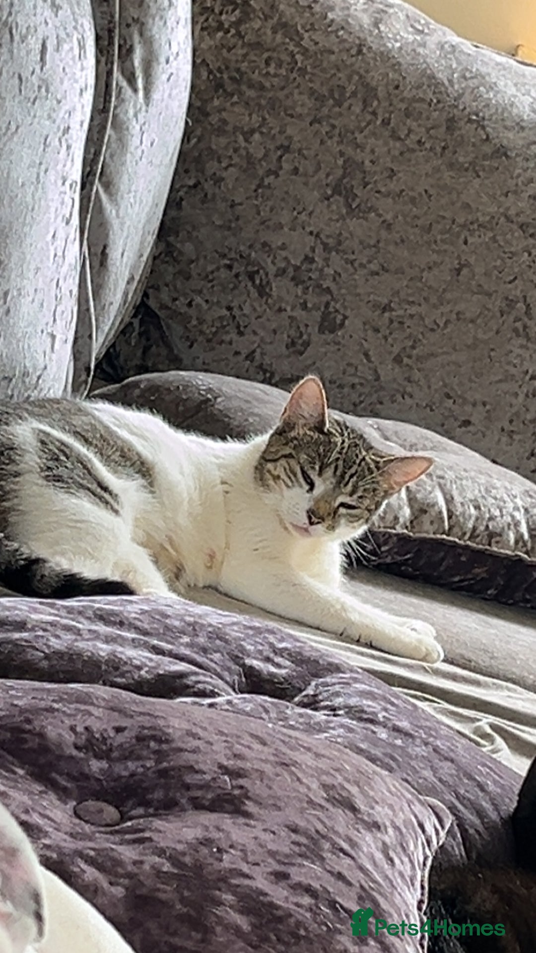 Mixed Breed cats for sale: Beautiful kittens  - Image 2