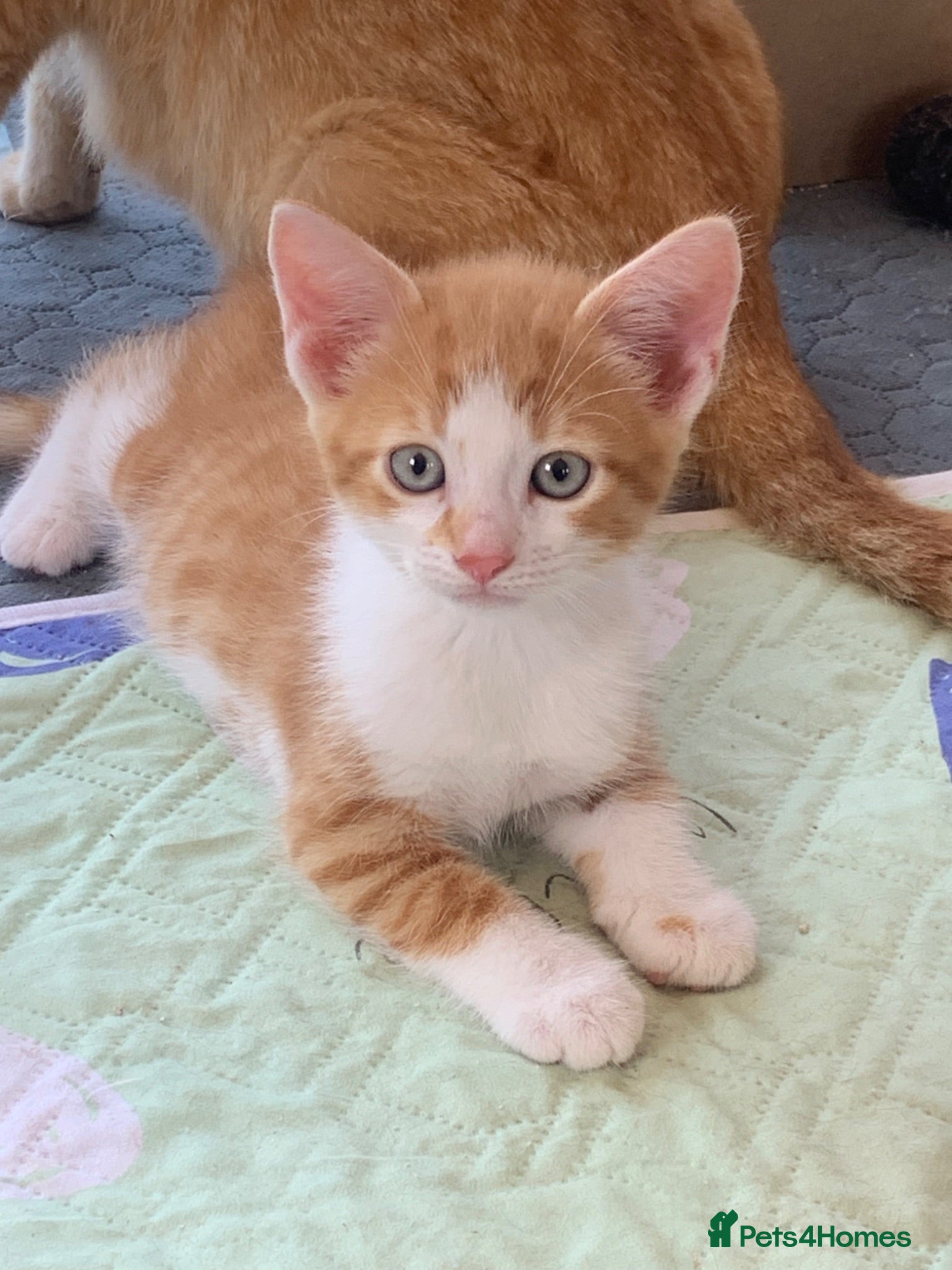 Mixed Breed cats Gorgeous kittens Ready Now! - Advert 14