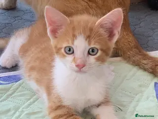 Mixed Breed cats Gorgeous kittens Ready Now! - Advert 1