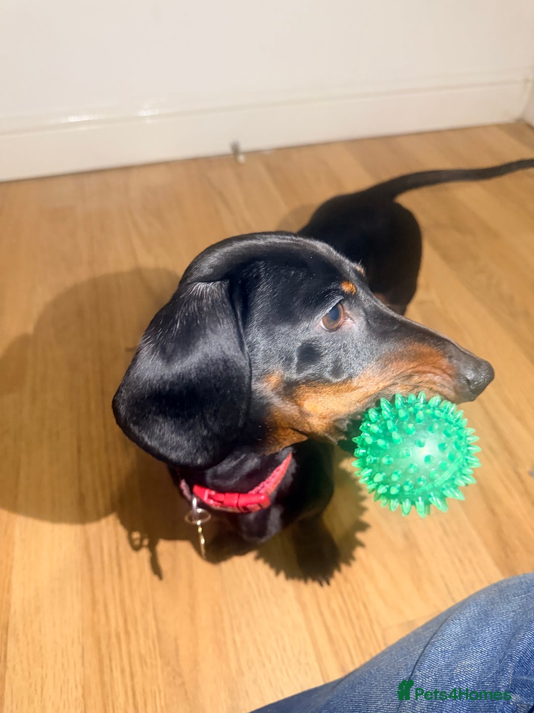 Miniature Dachshund dogs for stud: Healthy Black & Tan Miniature Dachshund for Stud - Advert 4