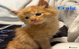 Maine Coon cats for sale: Stunning Half Maine coon kittens  - Image 5