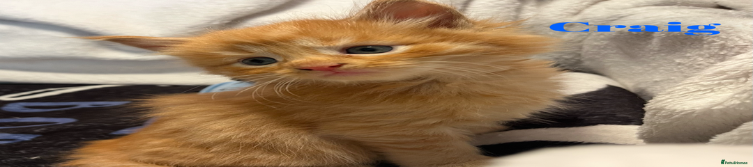 Maine Coon Kitten 1