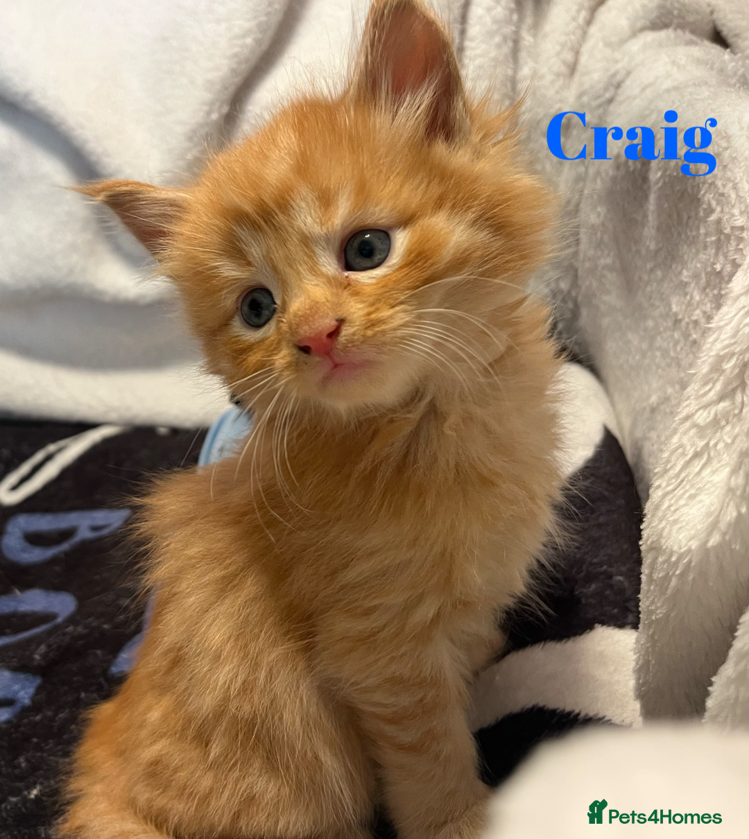Maine Coon cats for sale: Stunning Half Maine coon kittens  - Image 5