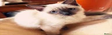 Ragdoll 1