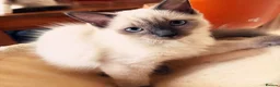 Ragdoll cats for sale: Ready to go beautiful ragdoll kittens in Wembley - Advert 8