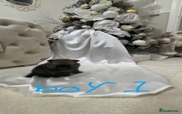 Pomeranian dogs for sale: Tiny Pomeranian puppys - Image 7