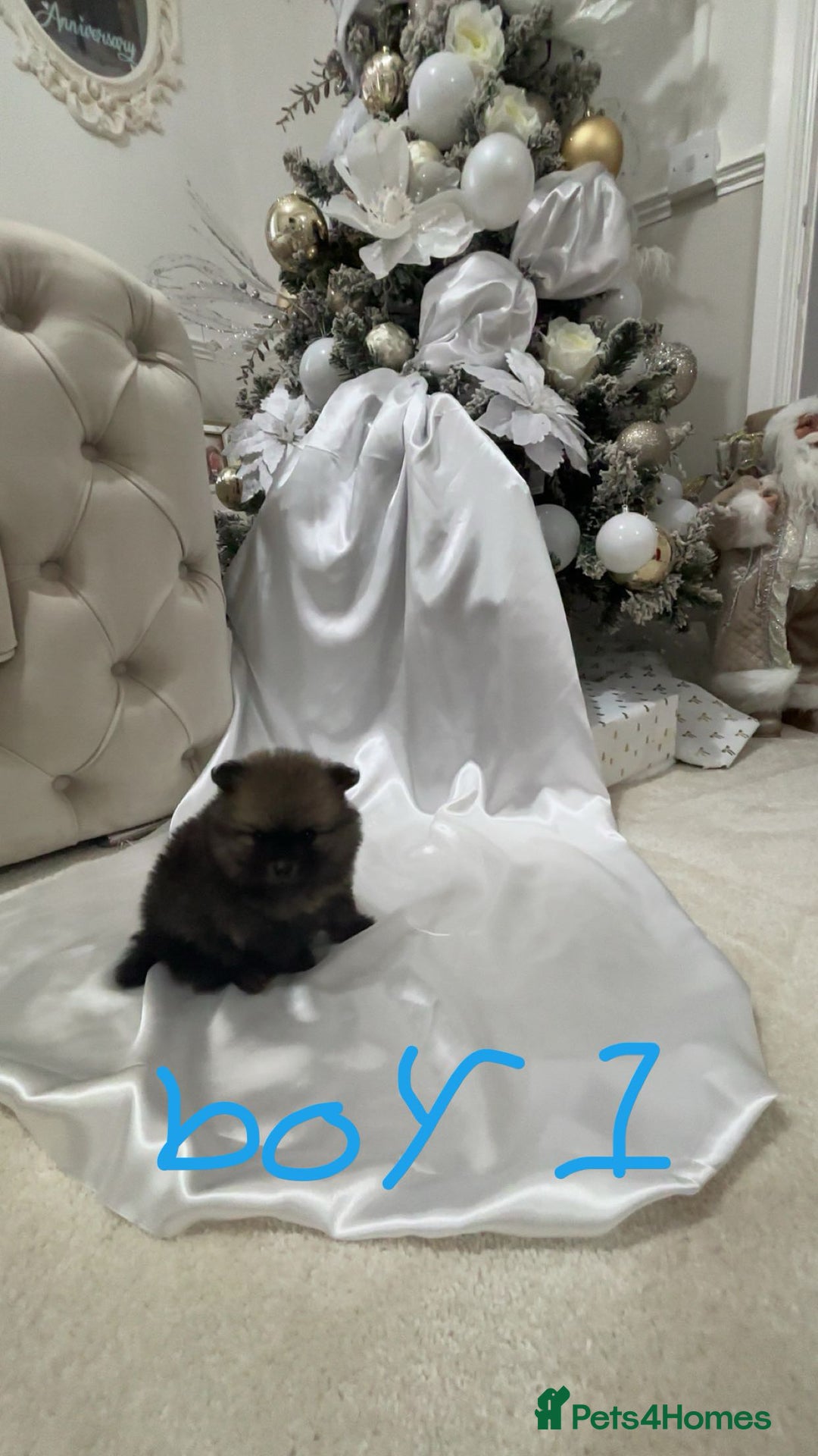 Pomeranian dogs for sale: Tiny Pomeranian puppys - Image 7