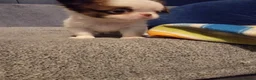 Chihuahua dogs for sale: Beautiful long haired chihuahua puppies - Advert 19