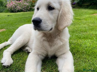 Golden Retriever dogs for sale: Golden Retriever Sunny Seeking A New Home - Advert 1