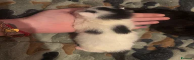White with grey spot girl 2