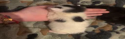 Maine Coon cats for sale: Beautiful Maine coon cross kittens - Advert 6