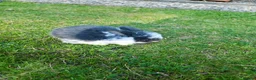Mini Lion Lop rabbits for sale: Mini Lion Lop - Advert 4