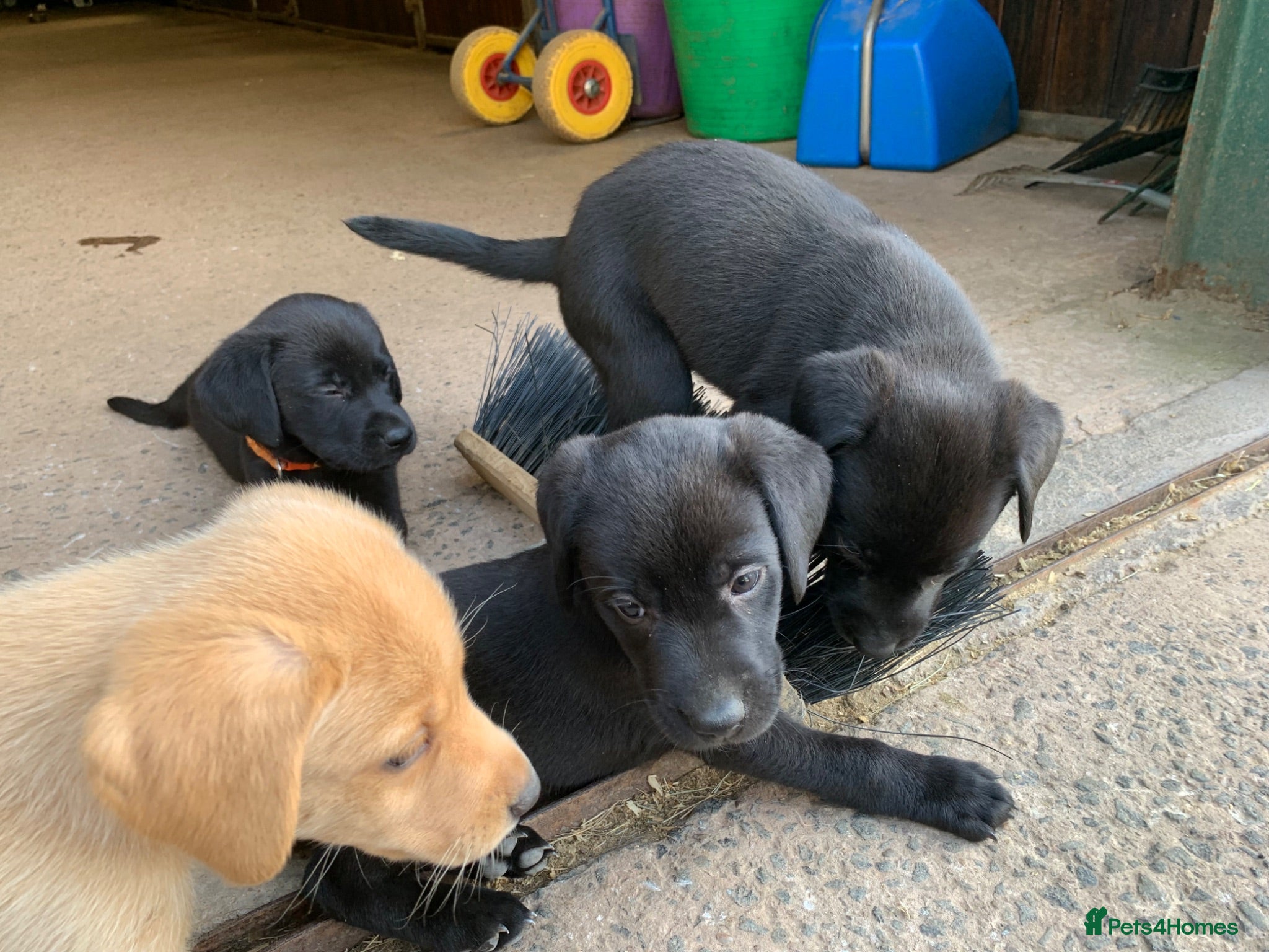Labrador Retriever dogs KC registered Labrador puppies fully vaccinated  - Advert 1