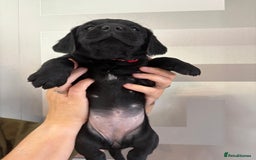 Cockerdor dogs for sale: Cockador puppies  - Image 14
