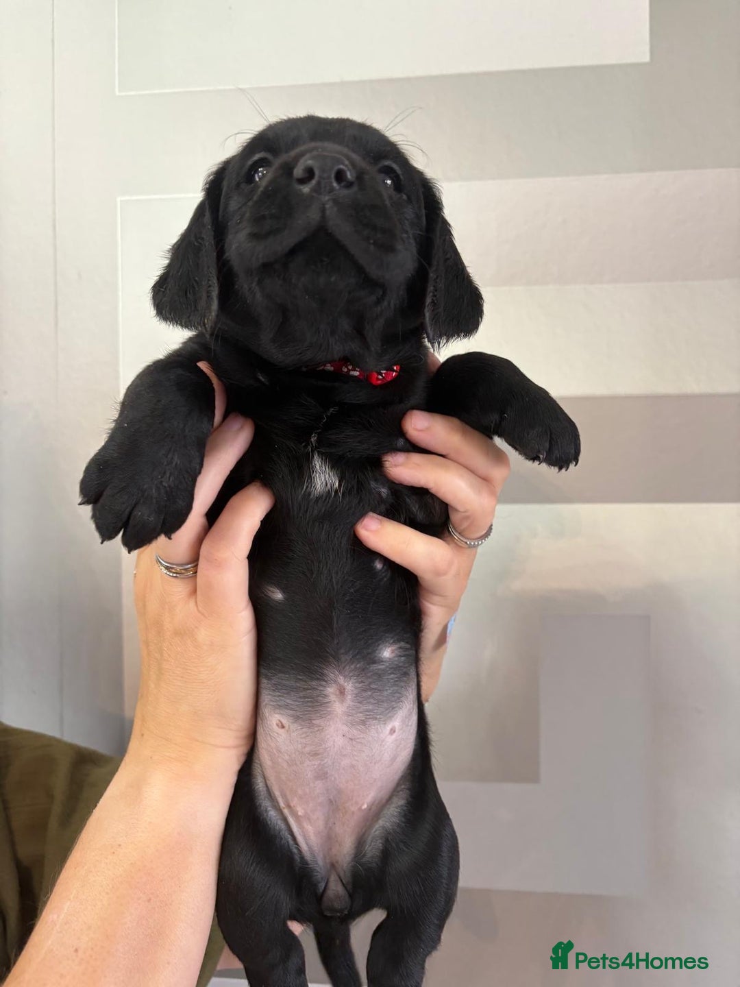 Cockerdor dogs for sale: Cockador puppies  - Image 14