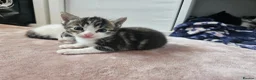 Mixed Breed cats for sale: 4 Gorgeous Kittens in Runcorn - Advert 13