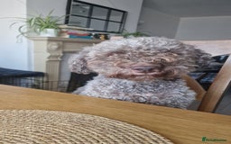 Lagotto Romagnolo dogs for sale: Lagotto Romagnolo, pure breed, KC reg litter - Image 36
