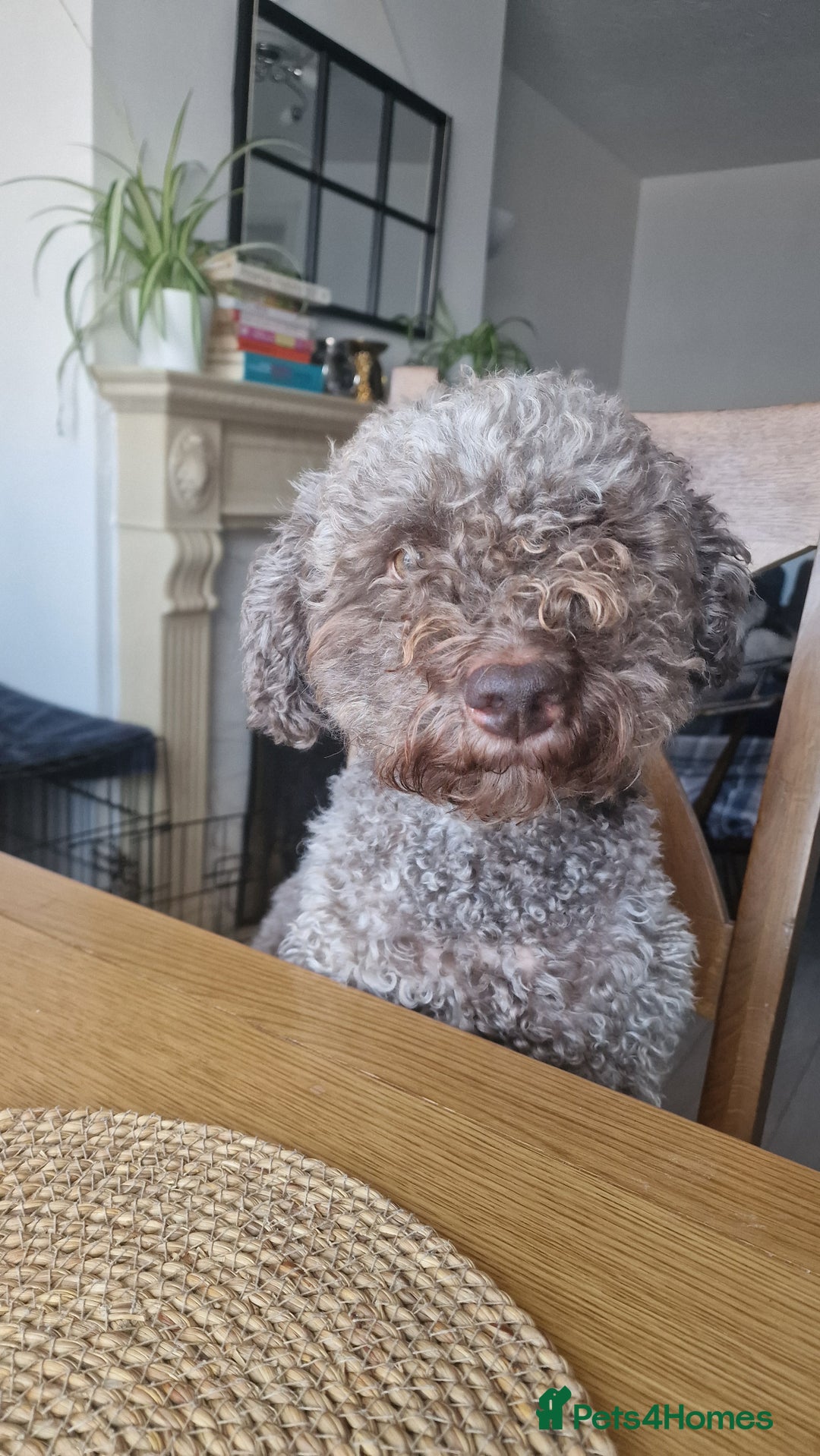 Lagotto Romagnolo dogs for sale: Lagotto Romagnolo, pure breed, KC reg litter - Image 36