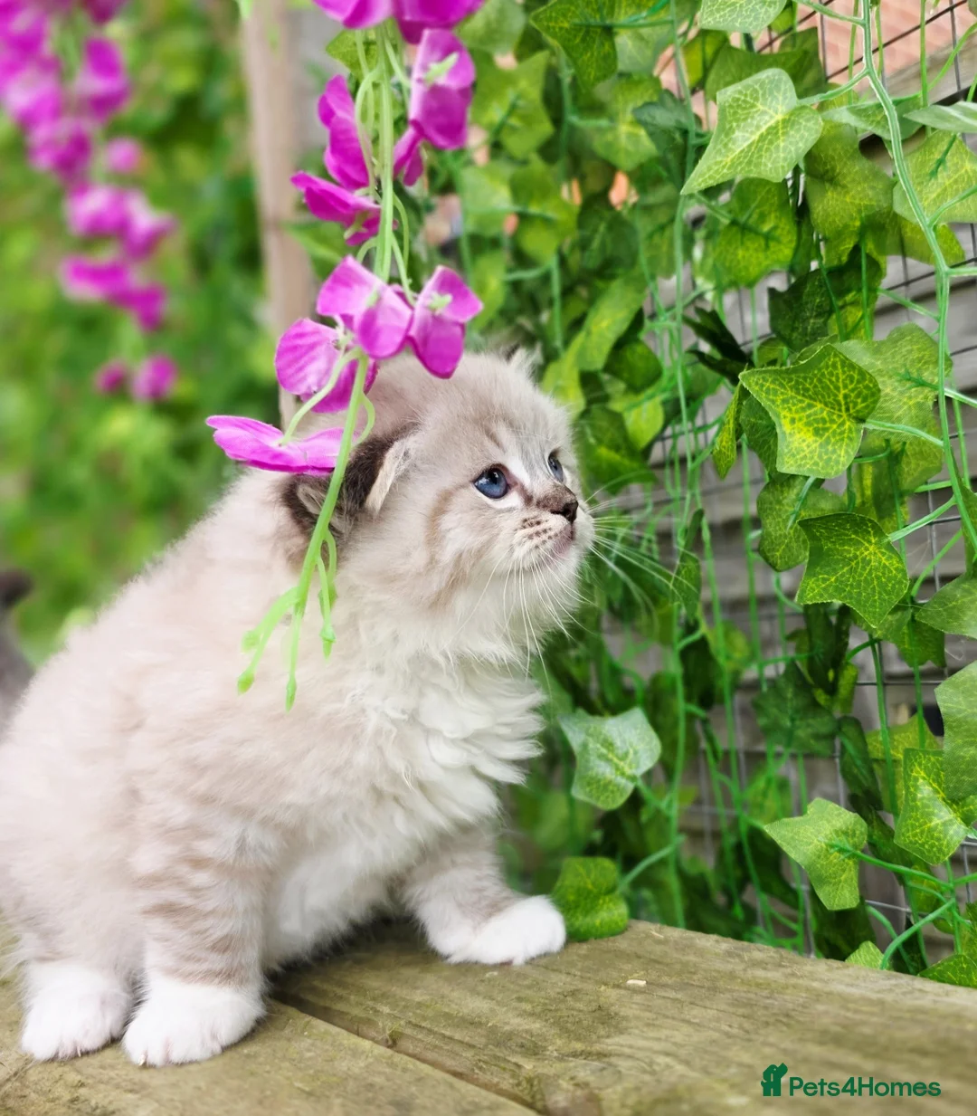 Ragdoll cats for sale: 5 amazing European babies.  Tica registered  - Advert 3