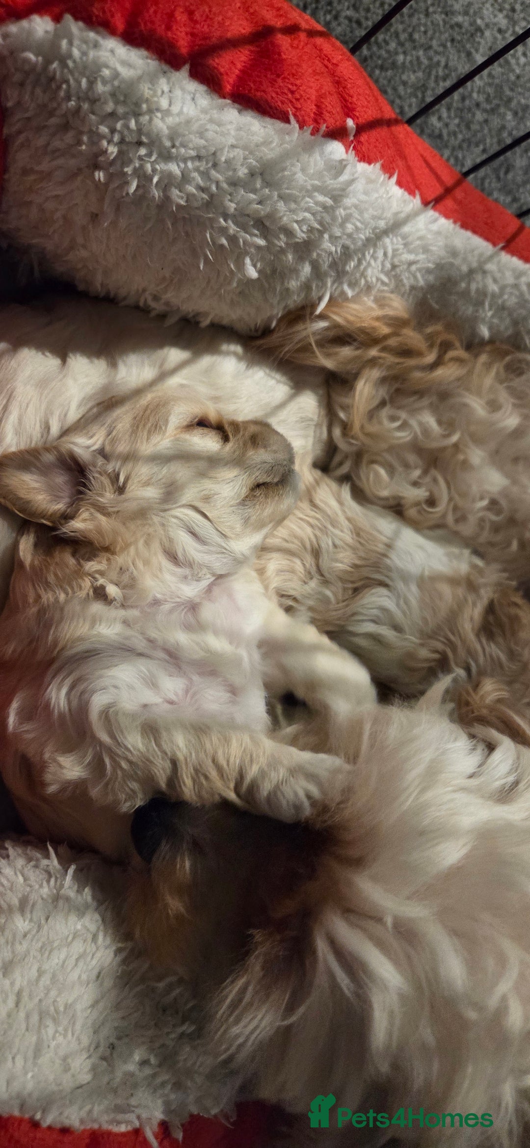 Mixed Breed dogs for sale: Maltons  - Advert 8