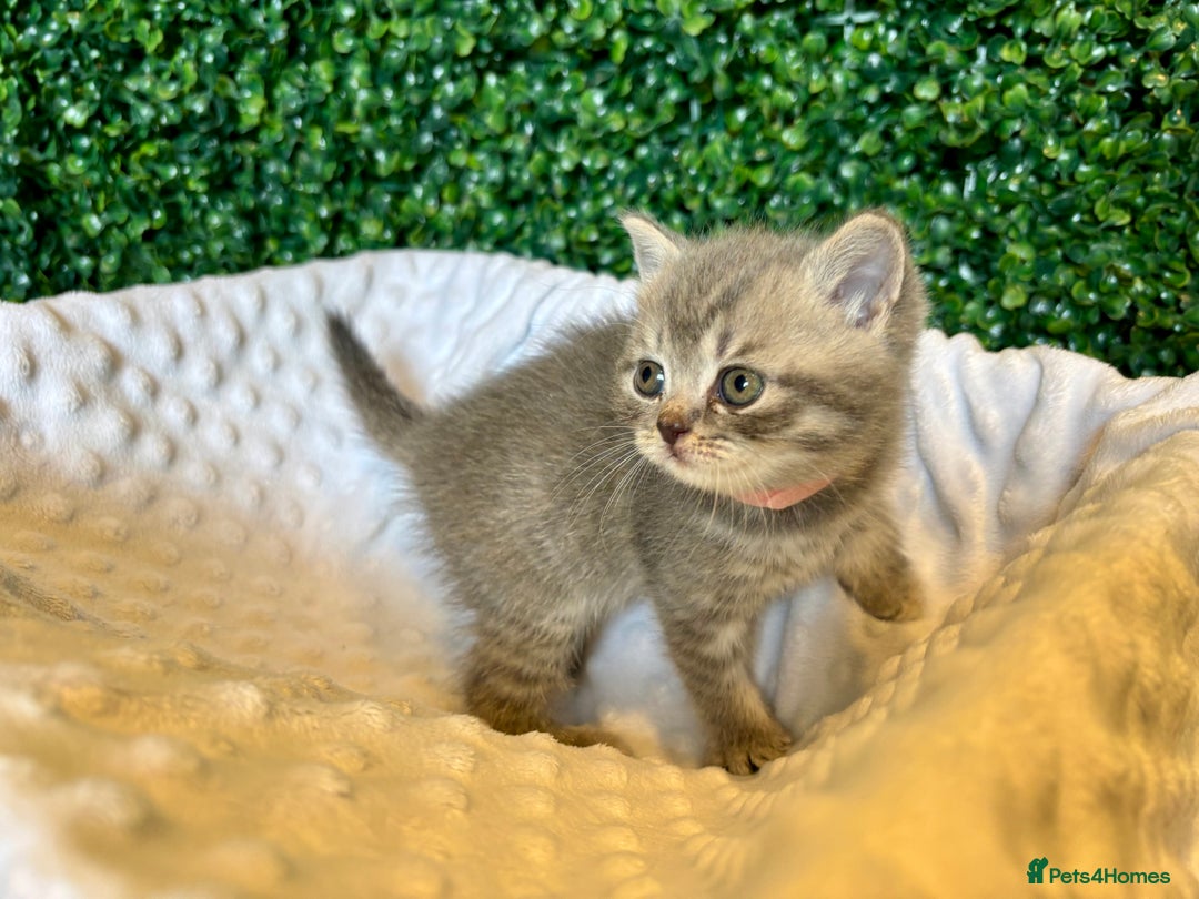 British Shorthair cats for sale: British shorthair kittens  - Image 27