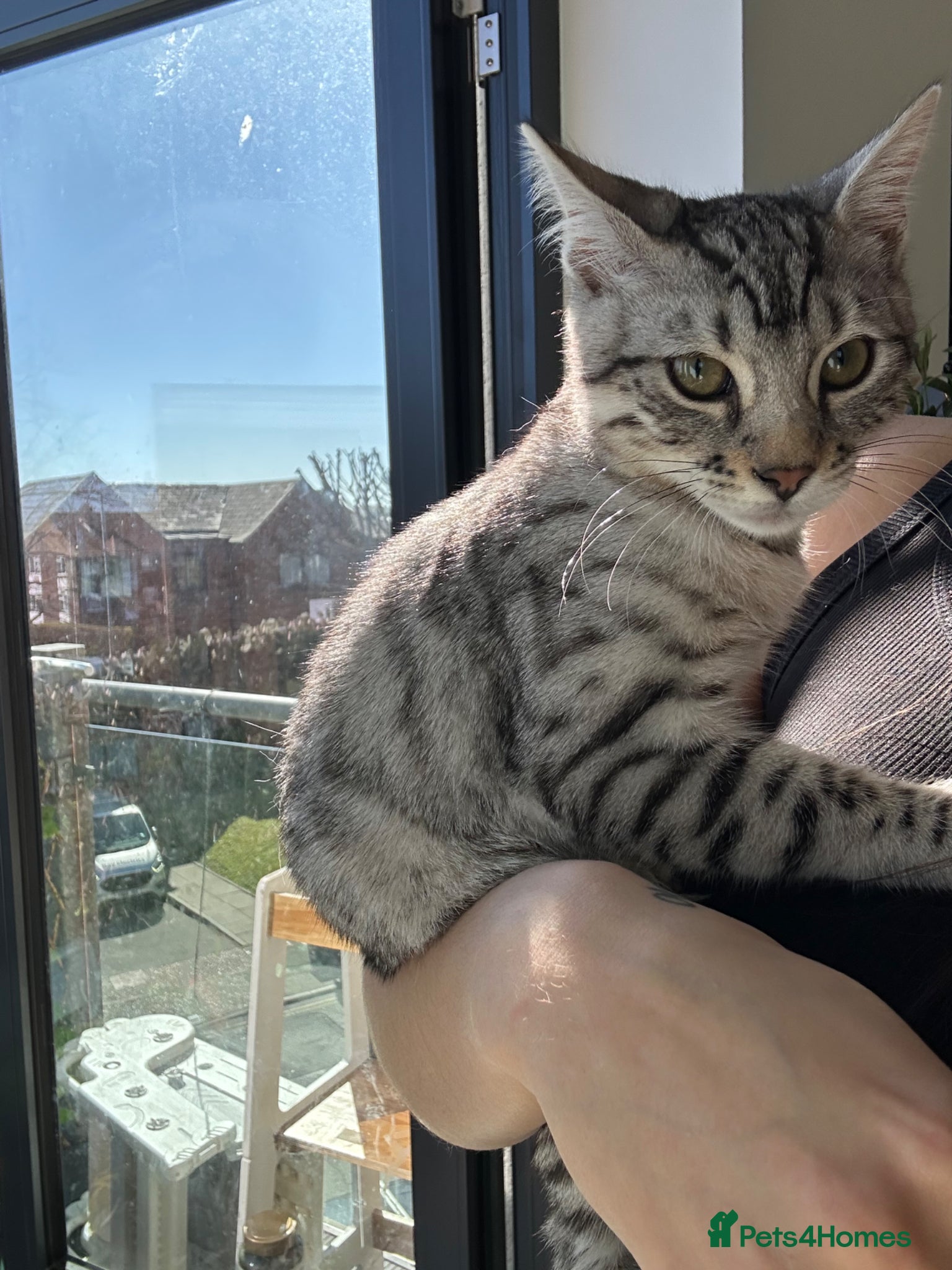 Bengal cats Silver bengal kitten for sale 🌸 - Advert 3