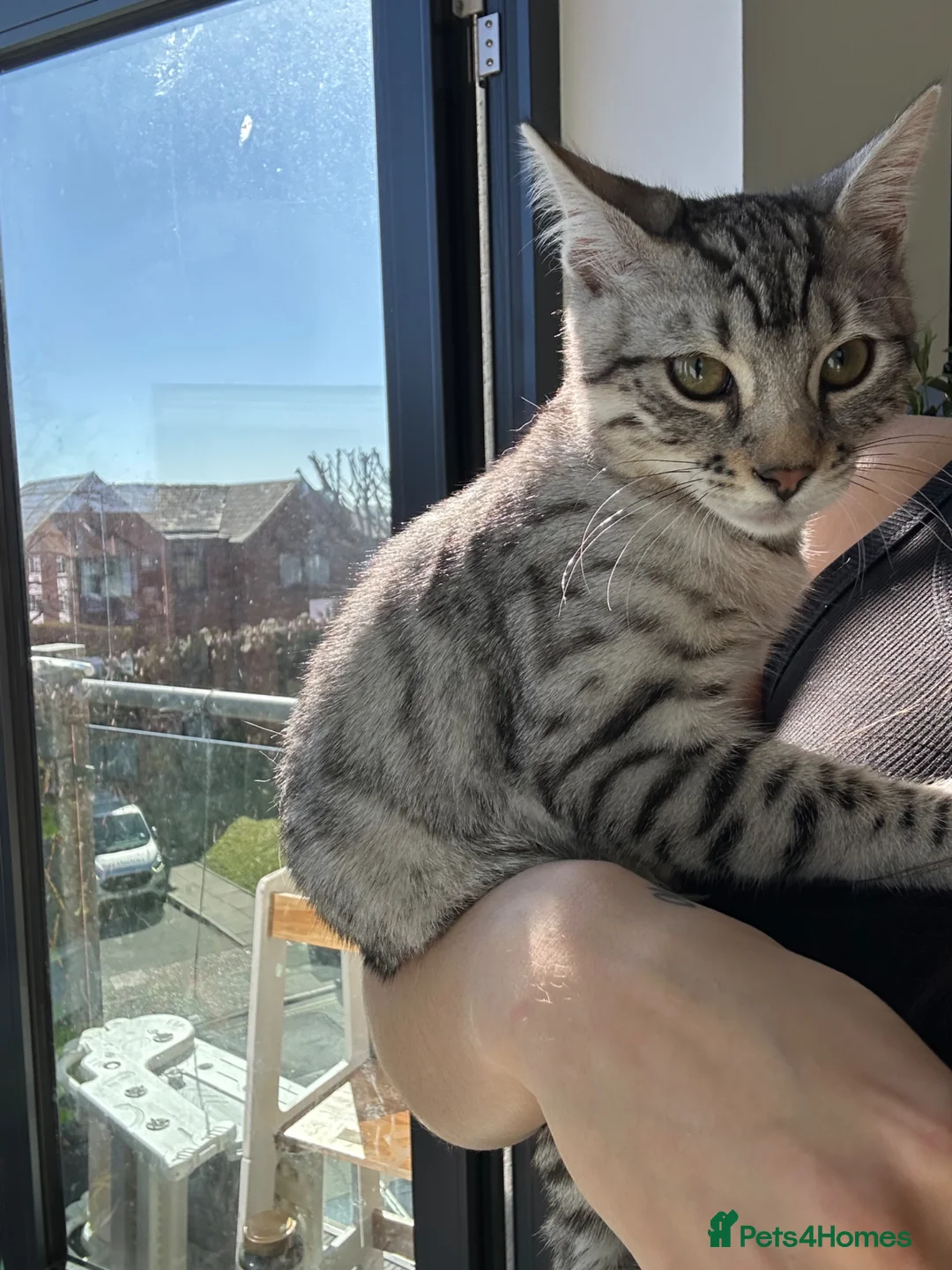 Bengal cats for sale: Silver bengal kitten for sale 🌸 in Eastbourne - Advert 1