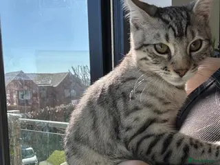 Bengal cats Silver bengal kitten for sale 🌸 - Advert 3