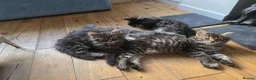 Maine Coon cats for sale: Ready now adorable maine coon Kittens 4bs & 1g - Advert 16