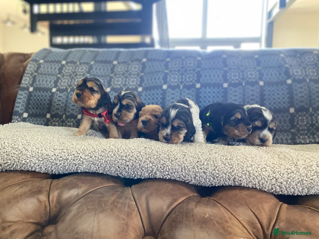 Cocker Spaniel dogs for sale: KC/ Healthtested parents. Showtype cockerspaniel🌸 - Advert 2