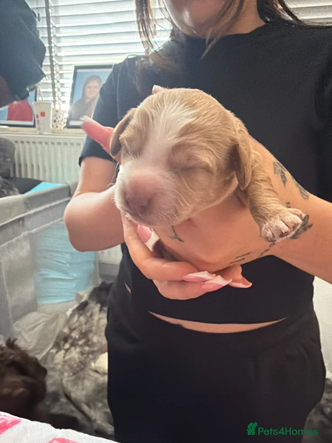 Cockapoo dogs for sale: Miniature cockapoo pups for sale  in Swindon - Advert 2