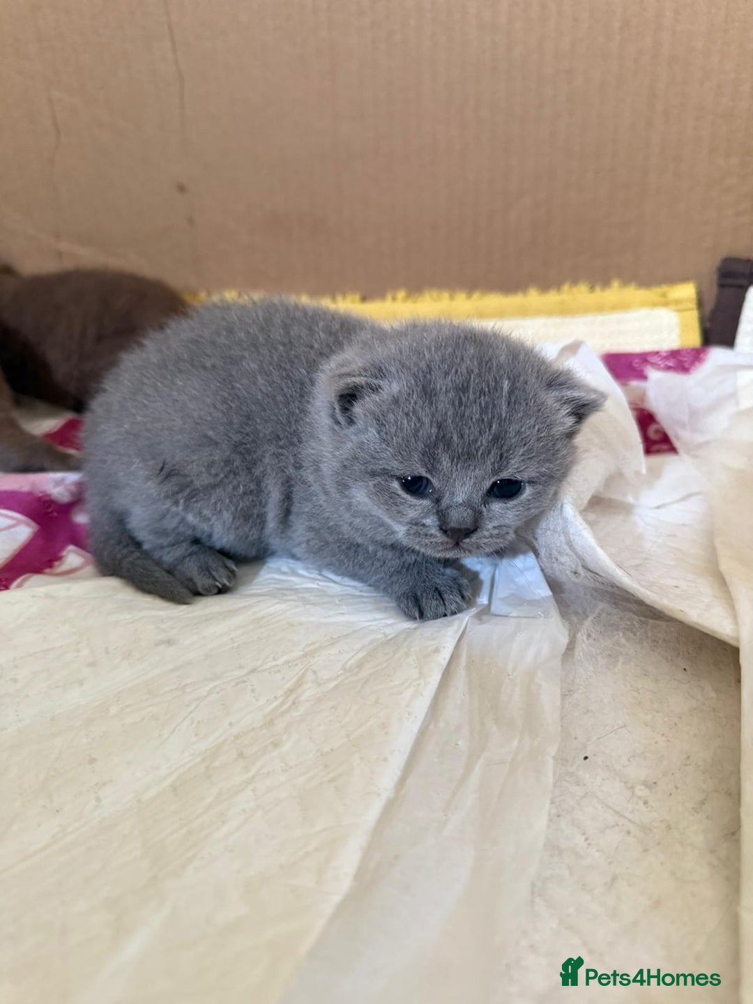 British Shorthair cats for sale: Pure British short hair kittens  - Image 5