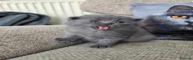 British Shorthair 2