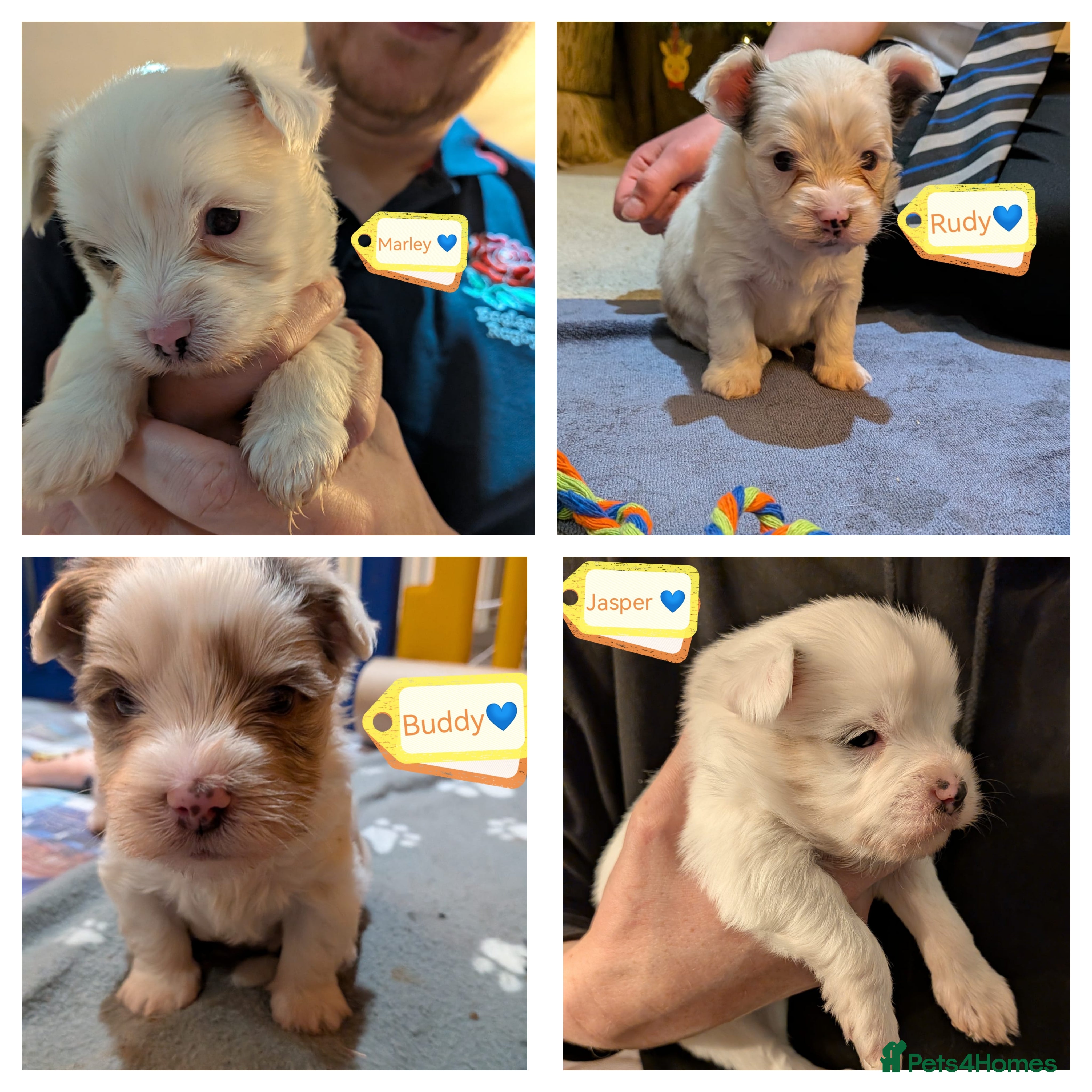 Biewer Terrier dogs ❤️🐶 Sweet Pups Looking forResponsible Homes 🐶❤️ - Advert 7