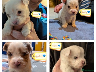 Biewer Terrier dogs ❤️🐶 Sweet Pups Looking forResponsible Homes 🐶❤️ - Advert 1