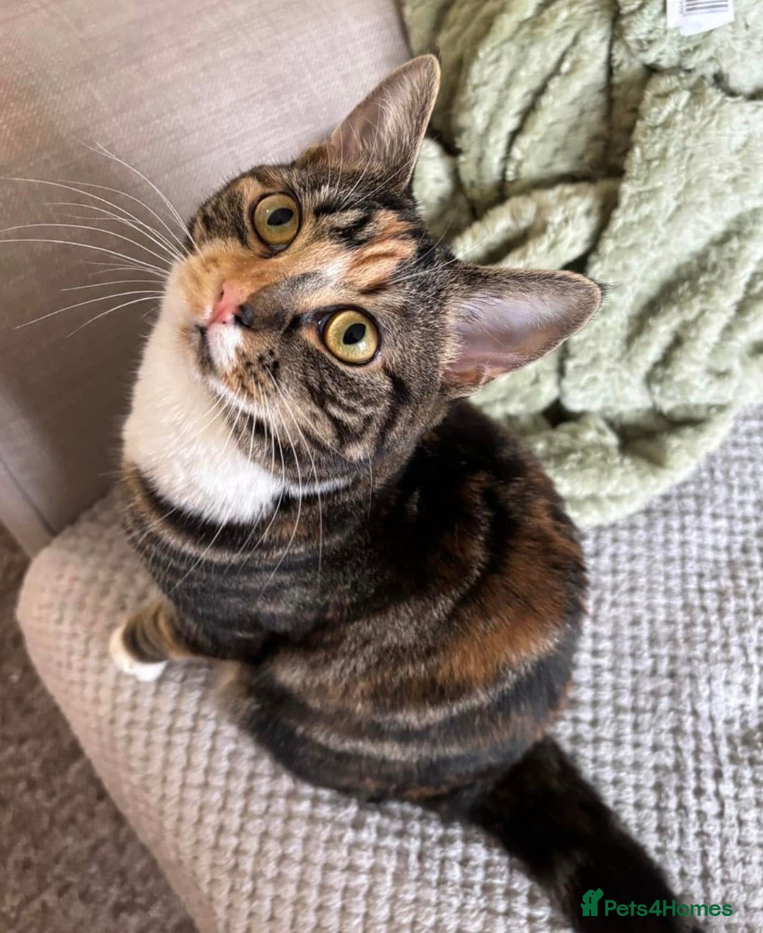 Domestic Shorthair cats for sale: Beautiful Bonnie - Advert 4