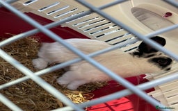 English rabbits for sale: Rocky the Rabbit  - Image 5