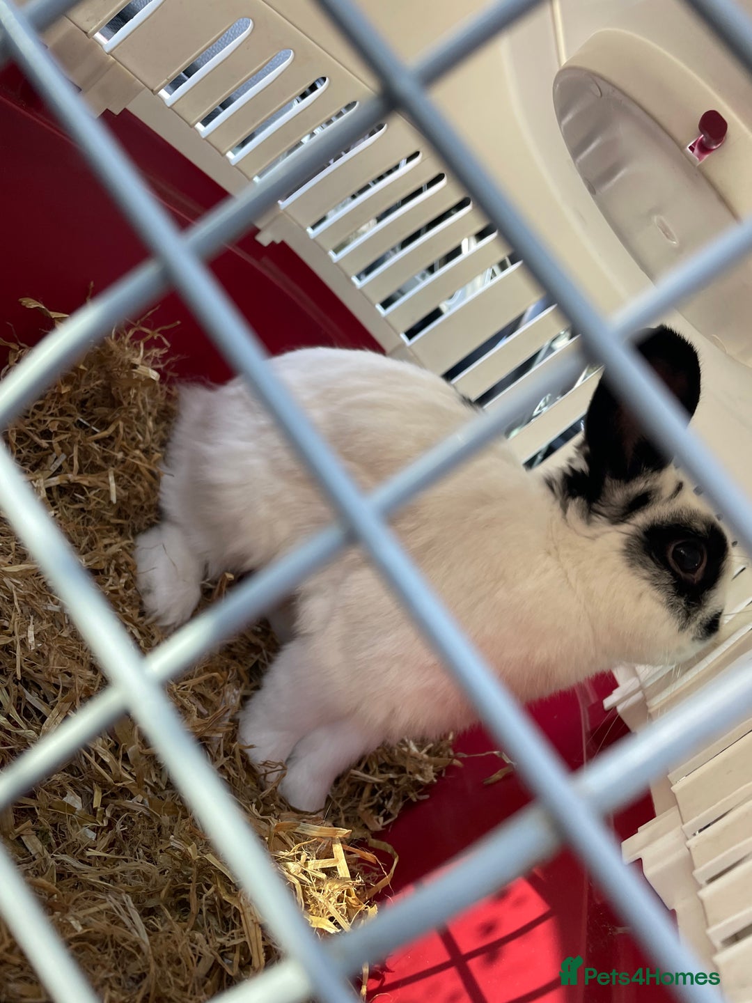 English rabbits for sale: Rocky the Rabbit  - Image 5