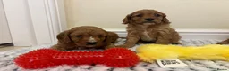 Cavapoo dogs for sale: Deep red cavapoos  - Advert 10