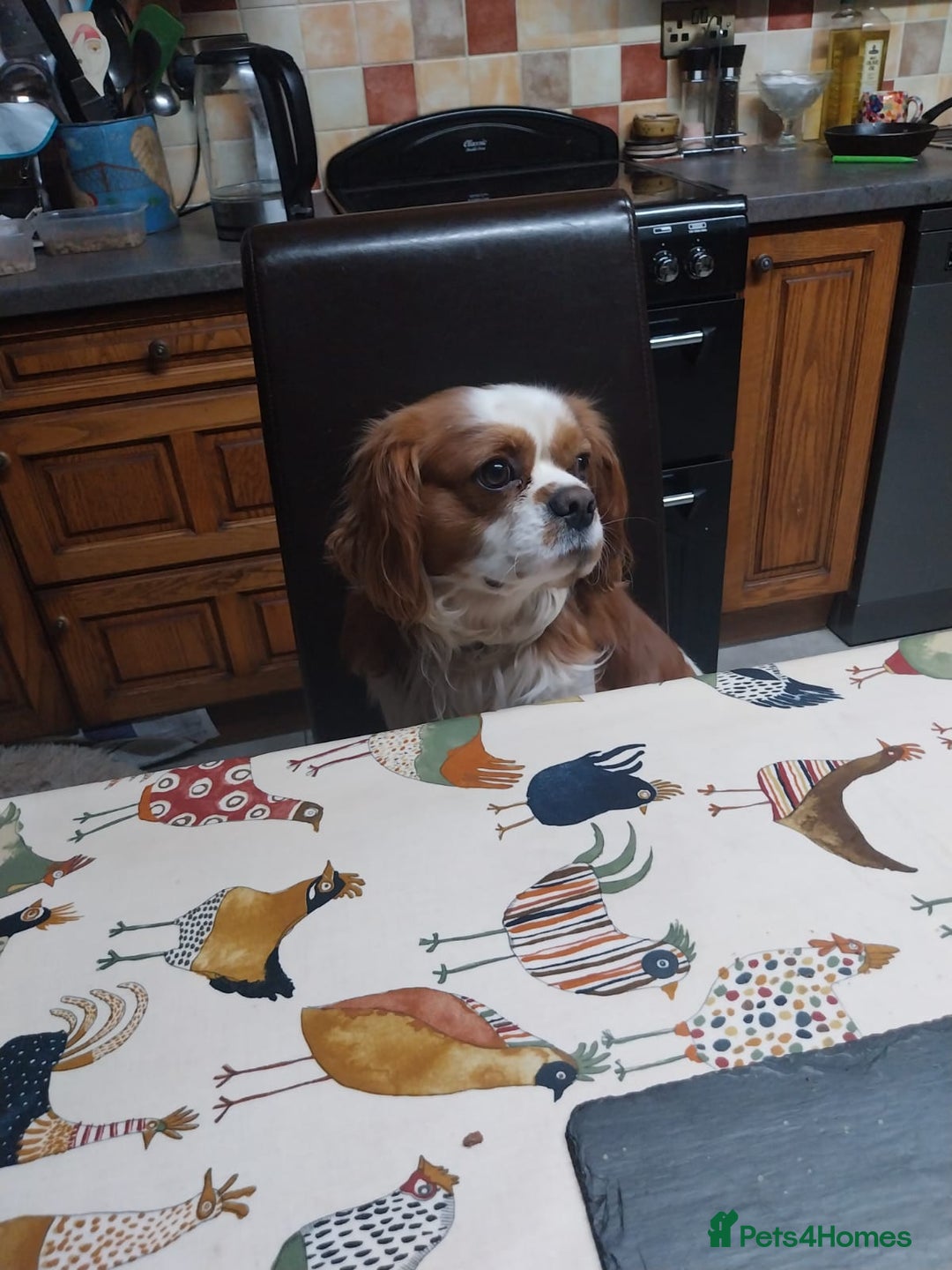 Cavalier King Charles Spaniel dogs for sale: Blenheim Cavalier King Charles spaniel puppies  - Advert 18