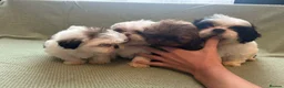 Shih Tzu dogs for sale: Shih Tzu Puppies For Sale 🐶🤎 - Advert 1